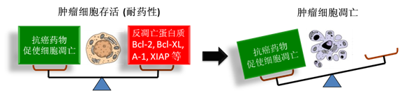 图 1：肿瘤细胞通过反凋零蛋白产生耐药性，对反凋零蛋白的抑制将改变平衡，消除肿瘤耐药性。