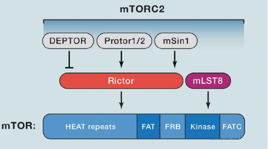 mTORC2的组成蛋白主要有Rictor、mSin1、mSLT8和Protor等