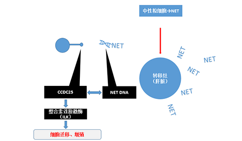 除了单纯的捕获，NET DNA与CCDC-25的结合还增强了癌细胞的侵袭行为，促进了癌症的肝转移。