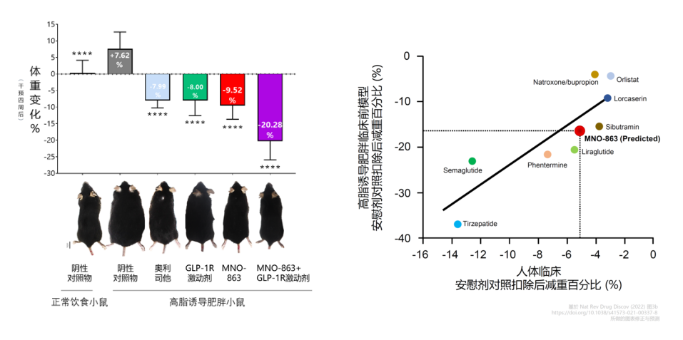 4周降低近10%体重！人生就是博助力慕恩生物MNO-863活菌生物药获批临床